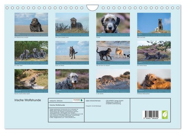 Produktbild: Irische Wolfshunde (Wandkalender 2026 DIN A4 quer), CALVENDO Monatskalender