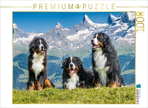Produktbild: CALVENDO Puzzle Berner Sennenhunde in der Schweiz | 1000 Teile Lege-Gr&ouml;&szlig;e 64x48cm Foto-Puzzle f&uuml;r gl&uuml;ckliche Stunden