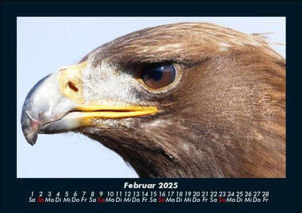 Produktbild: V&ouml;gel 2025 Fotokalender DIN A5