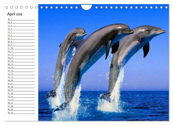 Produktbild: Delfine - L&auml;chelnde Intelligenz (Wandkalender 2026 DIN A4 quer), CALVENDO Monatskalender