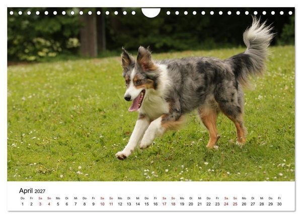 Produktbild: Australian Shepherd - Treue Blicke, wilde Herzen (Wandkalender 2027 DIN A4 quer), CALVENDO Monatskalender