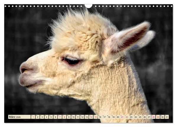 Produktbild: Alpaka Gesichter (Wandkalender 2026 DIN A3 quer), CALVENDO Monatskalender