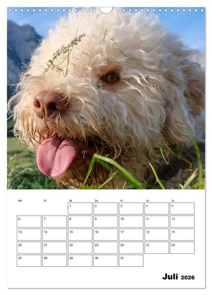 Produktbild: Lagotto Romagnolo - Lustige Zwerge (Wandkalender 2026 DIN A3 hoch), CALVENDO Monatskalender