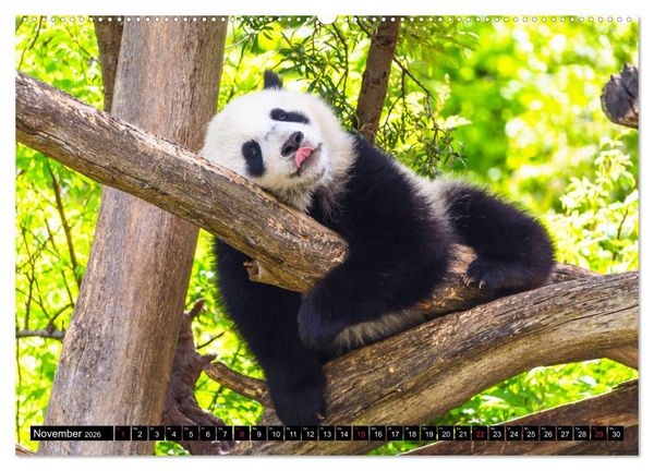 Produktbild: Pandab&auml;r Babys (Wandkalender 2026 DIN A2 quer), CALVENDO Monatskalender