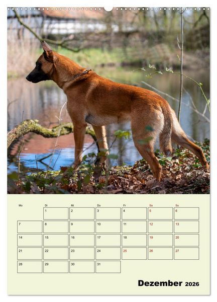 Produktbild: Malinois verl&auml;ssliche Begleiter (hochwertiger Premium Wandkalender 2026 DIN A2 hoch), Kunstdruck in Hochglanz