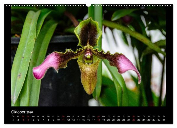 Produktbild: Wunderbare Orchideen (hochwertiger Premium Wandkalender 2026 DIN A2 quer), Kunstdruck in Hochglanz