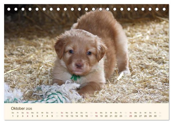 Produktbild: Hovawarte - einmal anders (Tischkalender 2026 DIN A5 quer), CALVENDO Monatskalender