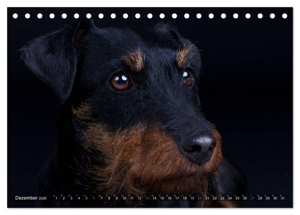 Produktbild: Faszination Terrier (Tischkalender 2026 DIN A5 quer), CALVENDO Monatskalender