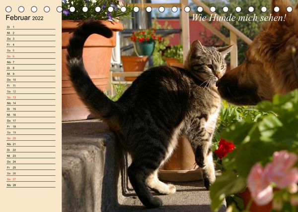 Produktbild: Unsere Katzen. Wie sie wirklich sind! (Tischkalender 2022 DIN A5 quer)