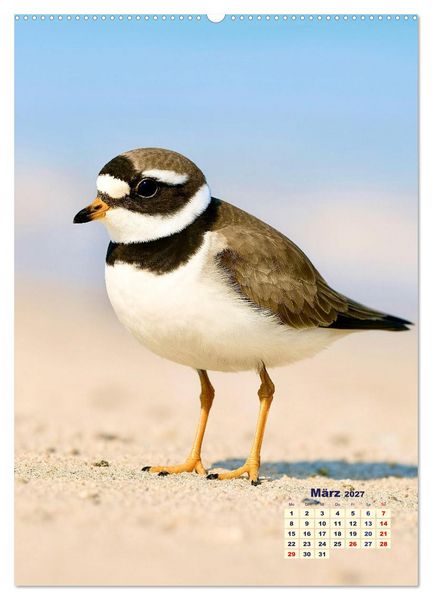 Produktbild: Seev&ouml;gel an der Nordsee (Wandkalender 2027 DIN A2 hoch), CALVENDO Monatskalender