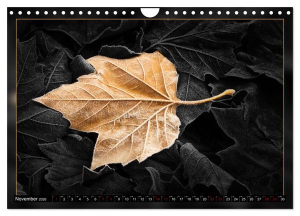 Produktbild: Blattkunstwerke (Wandkalender 2026 DIN A4 quer), CALVENDO Monatskalender