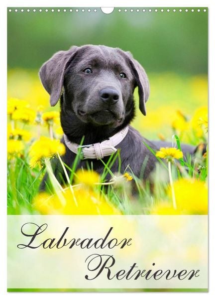Produktbild: Labrador Retriever (Wandkalender 2026 DIN A3 hoch), CALVENDO Monatskalender
