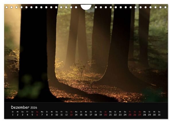 Produktbild: Lichter im Wald (Wandkalender 2026 DIN A4 quer), CALVENDO Monatskalender