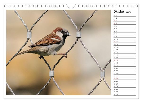 Produktbild: Gefiederte Freunde - Unsere heimischen Gartenv&ouml;gel (Wandkalender 2026 DIN A4 quer), CALVENDO Monatskalender