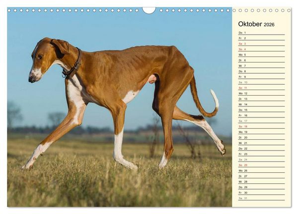 Produktbild: Windhund der W&uuml;ste - Der Azawakh (Wandkalender 2026 DIN A3 quer), CALVENDO Monatskalender