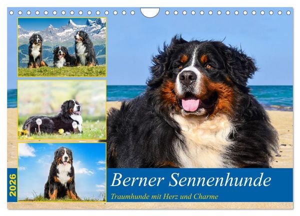 Berner Sennenhunde - Traumhunde mit Charme (Wandkalender 2026 DIN A4 quer), CALVENDO Monatskalender