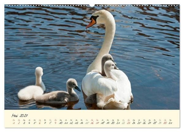 Produktbild: Vom K&uuml;ken zum stolzen Schwan (hochwertiger Premium Wandkalender 2027 DIN A2 quer), Kunstdruck in Hochglanz