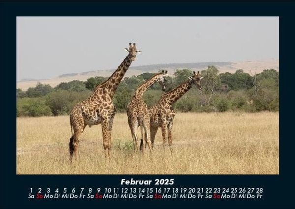 Produktbild: Giraffen 2025 Fotokalender DIN A5