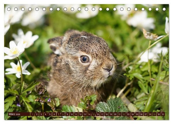 Produktbild: Zauberhafte Wesen - Reineke Fuchs und Meister Lampe (Tischkalender 2026 DIN A5 quer), CALVENDO Monatskalender