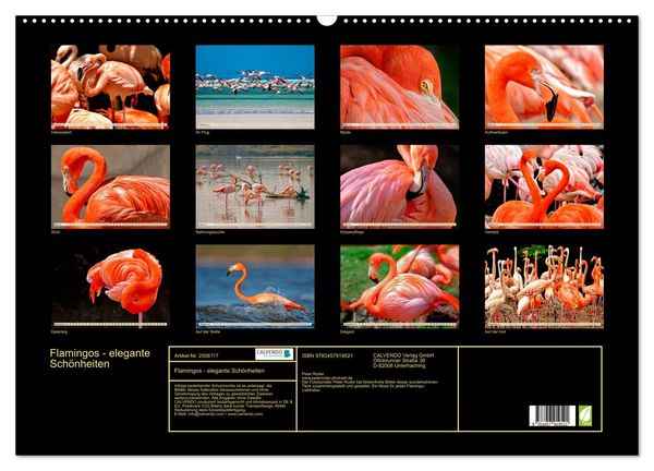 Produktbild: Flamingos - elegante Sch&ouml;nheiten (Wandkalender 2026 DIN A2 quer), CALVENDO Monatskalender