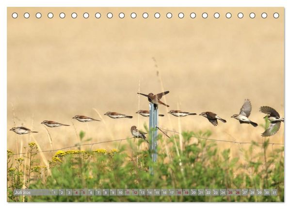 Produktbild: V&ouml;gel im Fluge (Tischkalender 2026 DIN A5 quer), CALVENDO Monatskalender