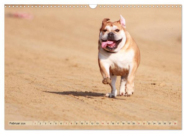 Produktbild: Bulldoggen - Englische und Franz&ouml;sische Bulldoggen (Wandkalender 2026 DIN A3 quer), CALVENDO Monatskalender