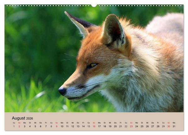 Produktbild: Der Fuchs. Bezaubernder Geselle (Wandkalender 2026 DIN A2 quer), CALVENDO Monatskalender
