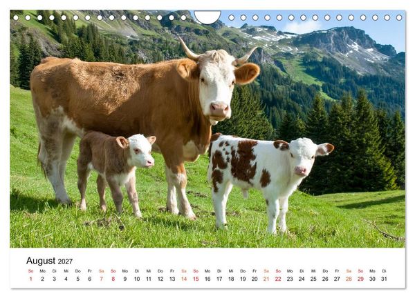 Produktbild: Bergk&uuml;he auf der Alm - Natur pur (Wandkalender 2027 DIN A4 quer), CALVENDO Monatskalender