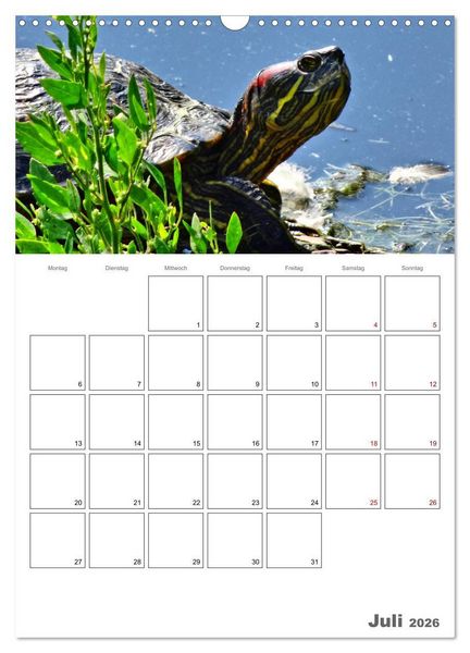 Produktbild: Langsame Schildkr&ouml;ten (Wandkalender 2026 DIN A3 hoch), CALVENDO Monatskalender