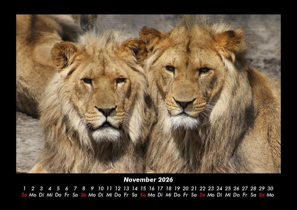 Produktbild: Tierkalender 2026 Fotokalender DIN A3