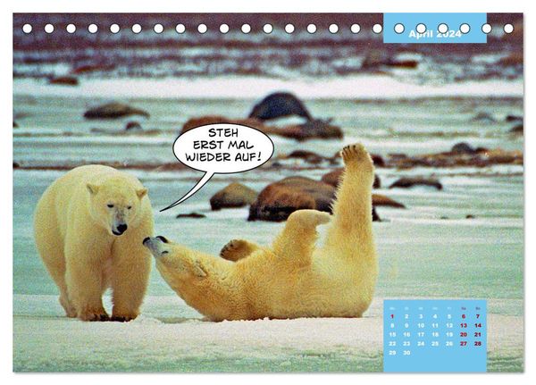 'Lustige Eisbären (Tischkalender 2024 DIN A5 quer), CALVENDO