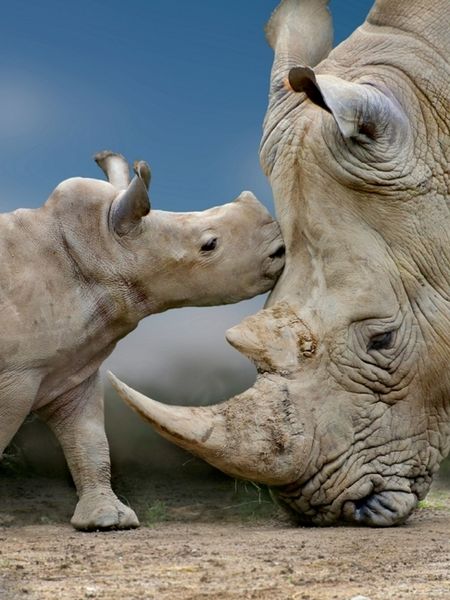Produktbild: CALVENDO Puzzle Nashornbaby mit Muttertier | 1000 Teile Lege-Gr&ouml;&szlig;e 64x48cm Foto-Puzzle f&uuml;r gl&uuml;ckliche Stunden