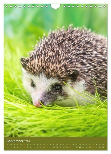 Produktbild: Gilbert der Igel (Wandkalender 2026 DIN A4 hoch), CALVENDO Monatskalender