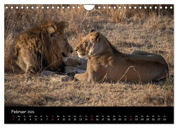 Produktbild: Tier-Momente in Afrika (Wandkalender 2026 DIN A4 quer), CALVENDO Monatskalender