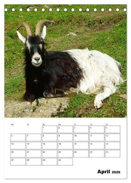 Produktbild: Ziegen Terminplaner (Tischkalender 2026 DIN A5 hoch), CALVENDO Monatskalender