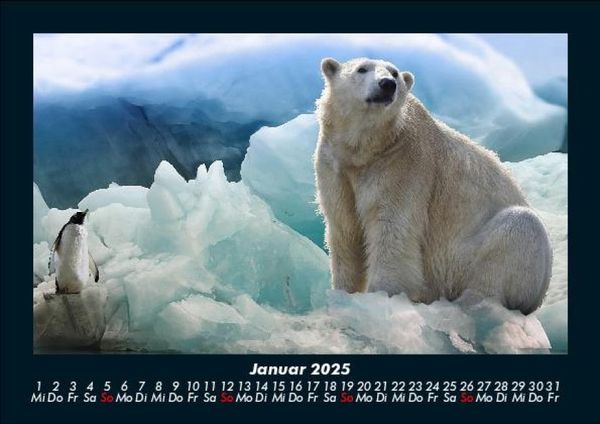 Produktbild: Pinguine & Eisb&auml;ren 2025 Fotokalender DIN A5