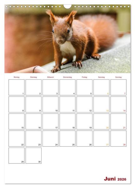 Produktbild: Eichh&ouml;rnchen Planer 2026 (Wandkalender 2026 DIN A3 hoch), CALVENDO Monatskalender