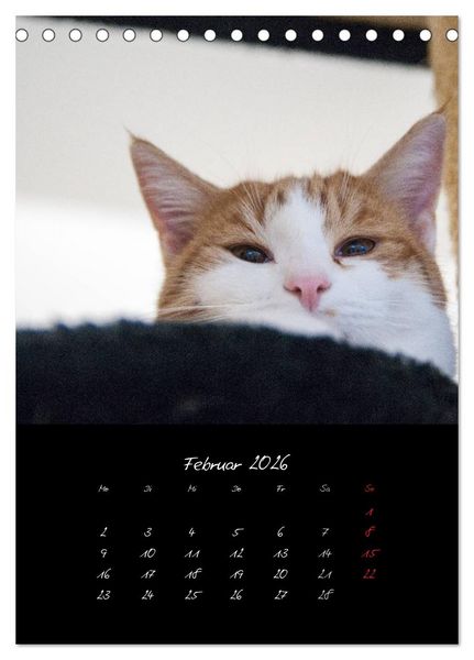 Produktbild: Katzenalltag 2026 (Tischkalender 2026 DIN A5 hoch), CALVENDO Monatskalender