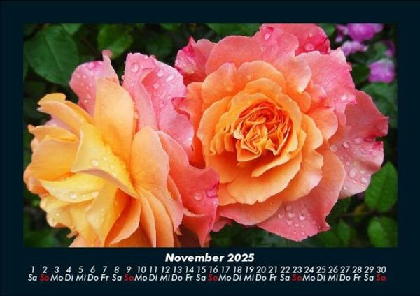 Produktbild: Strahlend sch&ouml;ne Rosen 2025 Fotokalender DIN A5