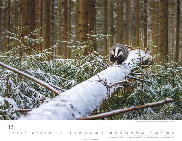 Produktbild: Heimische Wildtiere Kalender 2027