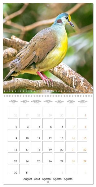 Produktbild: Doves: Gentle Beauty (Wall Calendar 2027 12 &times; 12 Inch) CALVENDO 12 Month Wall Calendar