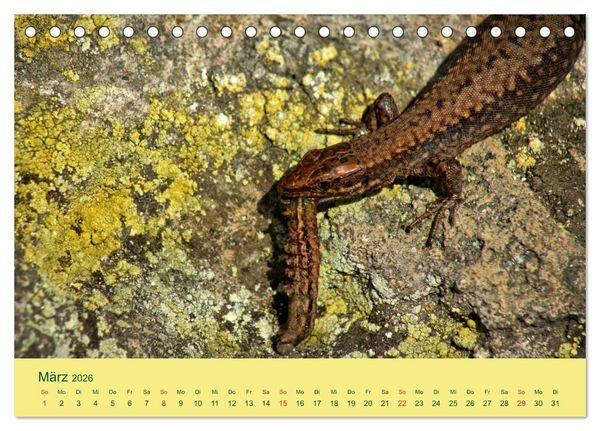 Produktbild: Flinke Eidechsen (Tischkalender 2026 DIN A5 quer), CALVENDO Monatskalender