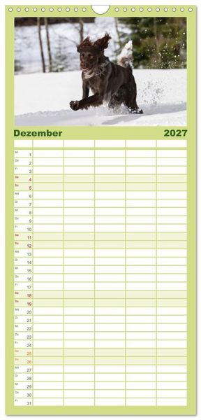 Produktbild: Familienplaner 2027 - Jagdhund im Portrait - Deutsch Langhaar mit 5 Spalten (Wandkalender, 21 x 45 cm) CALVENDO