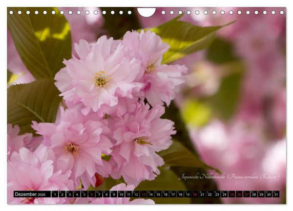 Produktbild: Zierbilder der Natur BLUMEN (Wandkalender 2026 DIN A4 quer), CALVENDO Monatskalender