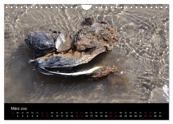 Produktbild: Marina Guide's Segelimpressionen 2026 (Wandkalender 2026 DIN A4 quer), CALVENDO Monatskalender