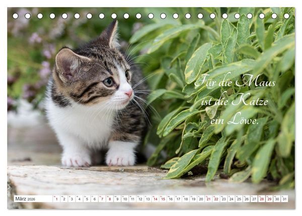 Produktbild: Kitten auf Entdeckungsreise (Tischkalender 2026 DIN A5 quer), CALVENDO Monatskalender