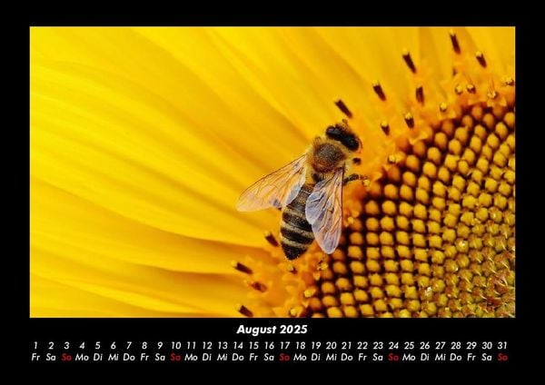 Produktbild: Bienen 2025 Fotokalender DIN A3