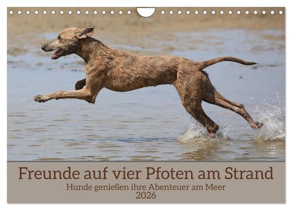 Produktbild: Freunde auf vier Pfoten am Strand (Wandkalender 2026 DIN A4 quer), CALVENDO Monatskalender