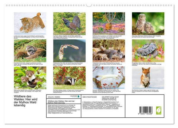 Produktbild: Wildtiere des Waldes: Hier wird der Mythos Wald lebendig (hochwertiger Premium Wandkalender 2026 DIN A2 quer), Kunstdruck in Hochglanz