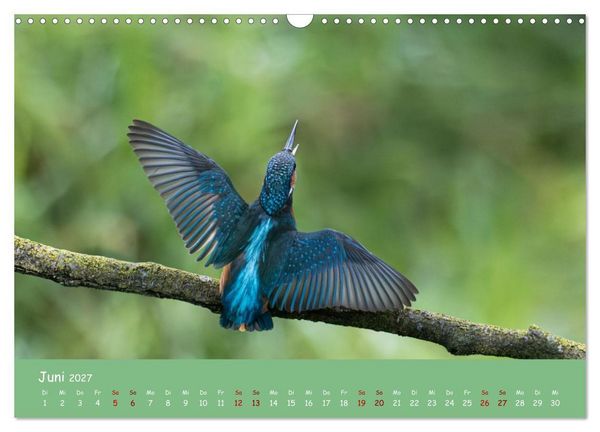 Produktbild: Alcedo atthis. Der Eisvogel (Wandkalender 2027 DIN A3 quer), CALVENDO Monatskalender